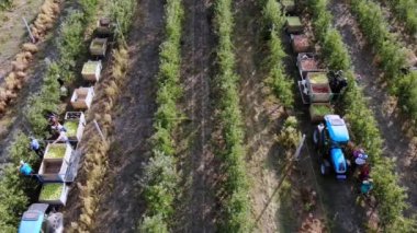 Elma hasatı Aero, üst manzara. Çiftlik bahçesindeki olgun elmaları mevsimlik işçiler topluyor. Traktörler, elma ağaçları arasında taze toplanmış elmalarla dolu tahta kutular taşırlar. Sonbahar güneşli bir gün