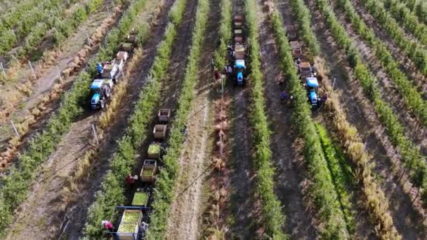 Apple harvest. aero, top view. seasonal workers pick ripe apples from trees in farm orchard. tractors carry wooden boxes with freshly picked apples between apple tree rows. autumn sunny day — Stock Video