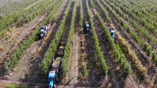 Æblehøst. Aero, udsyn til toppen. sæsonarbejdere plukker modne æbler fra træer i gården. traktorer bære trækasser med friskplukkede æbler mellem æbletrærækker. efterår solrig dag – Stock-video