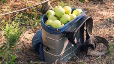 Elma hasatı Yakın plan, elma sepeti. Elma toplamak için özel bir sepet yeşil, taze toplanmış organik elmalarla dolu, çiftlik bahçesinde..