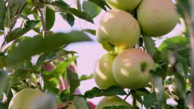 Elma hasatı Yakın plan. bir dalda yeşil güzel elmalar. çiftlik bahçesindeki meyve toplama sürecinin arka planı.
