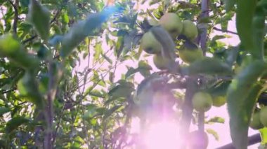 Elma hasadı. Yakın plan. yeşil, olgun, sulu elmalar güneş ışınları altında, çiftlik bahçesinde. Sonbahar güneşli bir gün. Tarım.