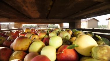 Elma hasatı Yakın plan. sulu, olgun, taze toplanmış elmalar büyük ahşap bir kutuda, çiftlik bahçesinde yatıyor. Sonbahar güneşli bir gün. Tarım.