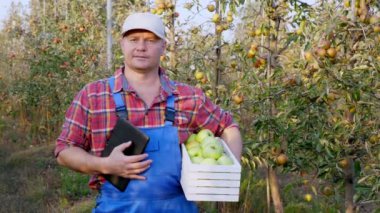 Elmalı çiftçi. Elma hasatı Tatmin olmuş erkek çiftçi, meyve sularıyla dolu elma bahçesinin arka planında, kutuda iyi elma hasadı gösteriyor. Sonbahar güneşli bir gün. Bahçe işleri..