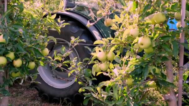 Sklizeň jablek. detailní záběr. jabloně s mnoha zralými plody na větvích. Traktor pomalu projíždí mezi řadami jabloní. podzimní slunečný den. Zemědělství. — Stock video