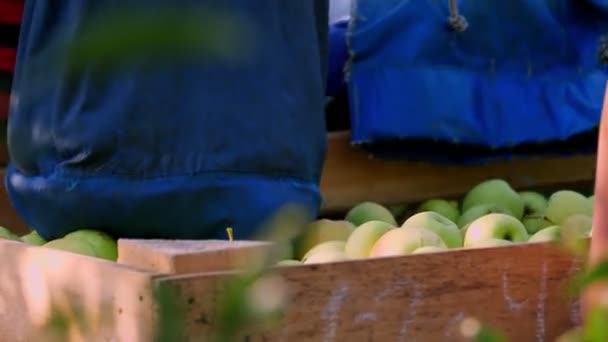 Appeloogst. close-up. seizoenarbeiders gieten sappige, rijpe, vers geplukte appels uit speciale zakken en manden in grote houten kisten, in boerderij boomgaard. Zonnige herfstdag. Landbouw. — Stockvideo