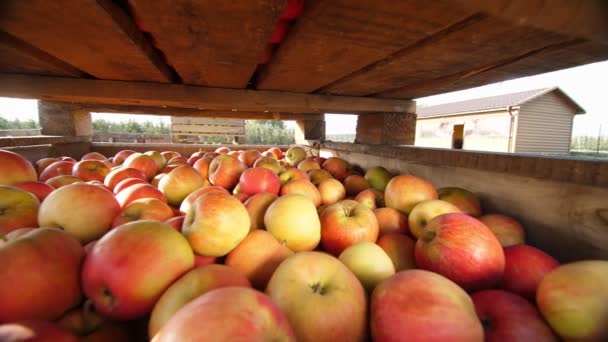 Appeloogst. close-up. Sappige, rijpe, vers geplukte appels liggen in grote houten doos, in boerderij boomgaard. Zonnige herfstdag. Landbouw. — Stockvideo
