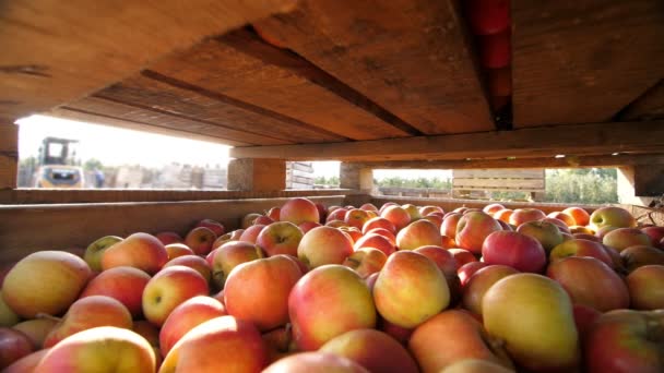 Apfelernte. Nahaufnahme. Saftige, reife, frisch gepflückte Äpfel liegen in einer großen Holzkiste im Obstgarten. Herbstsonniger Tag. Landwirtschaft. — Stockvideo