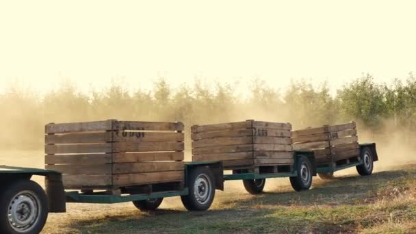 Appeloogst. de trekker draagt lege houten kisten, dozen in een boomgaard. zonsondergang, zonnige herfstavond. Landbouw. — Stockvideo