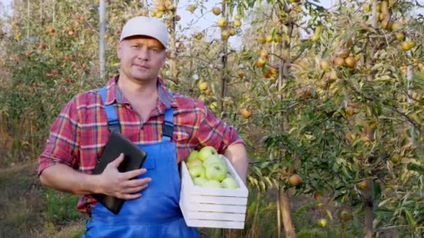 Bonde med äpplen. Äppelskörd. Nöjd manlig bonde visar god skörd av äpplen i box, i bakgrunden av äppelodlingen, med många mogna saftiga frukter. höst solig dag. Trädgårdsodling. — Stockvideo