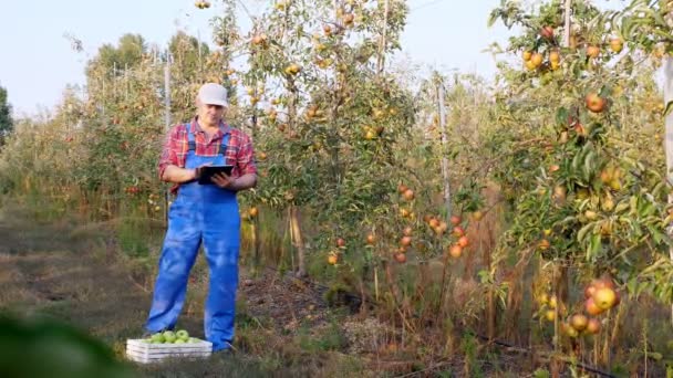 Colheita de maçã. agricultor masculino, agrônomo fica em pomar de maçã, utilizando tablet digital, em pano de fundo de macieiras, com muitas frutas suculentas maduras. outono dia ensolarado. jardinagem. — Vídeo de Stock