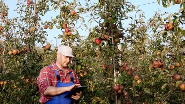 Jordbrukare, agronomen inspekterar äppelskörd för att undvika skadedjur, kontrollerar mognad frukt. gör anteckningar till surfplattan. bakgrund av äppelträd i fruktträdgården. höst solig dag. Trädgårdsodling. — Stockvideo