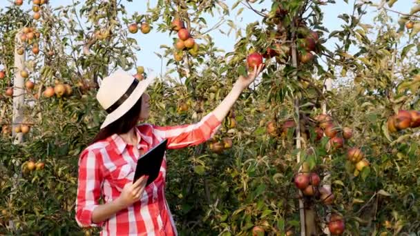 a női gazdák, az agronómus ellenőrzi az almatermelést, hogy elkerülje a kártevőket, ellenőrzi a gyümölcs érettségét. Jegyzetel a tabletnek. háttér almafák a gyümölcsösben. Őszi napsütéses nap. kertészkedés.