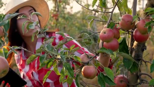 Agricultora, agrónoma inspecciona la cosecha de manzanas para evitar plagas, comprueba la madurez de la fruta. toma notas a la tableta. telón de fondo de manzanos en huerto. día soleado de otoño. jardinería. — Vídeo de stock