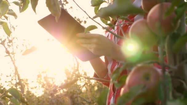 Vrouwelijke boer inspecteert appeloogst om ongedierte te voorkomen, controleert de rijpheid van fruit. notities maakt aan tablet. achtergrond van zonnestralen, bij zonsondergang. appelbomen boomgaard. Zonnige herfstdag. tuinieren. — Stockvideo