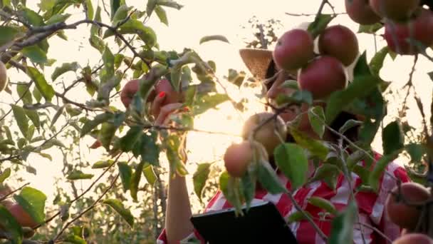 Samičí farmářka kontroluje sklizeň jablek, aby se vyhnula škůdcům, kontroluje zralost plodů. dělá si poznámky do tabletu. pozadí slunečních paprsků, při západu slunce. jabloňový sad. podzimní slunečný den. zahradničení. — Stock video