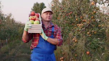 Elmalı çiftçi. Elma hasatı Mutlu adam bir kutu taze toplanmış elma taşıyor. Elma çiftliği bahçesinin arka planında bir sürü olgun meyve var. Gün batımında Sonbahar. Bahçe işleri..