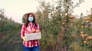 Elma hasadı olan çiftçi. Kadın, koruyucu maskeli, yeni toplanmış elmalarla dolu bir kutu taşıyor. Elma çiftliği bahçesinin arka planında bir sürü olgun meyve var. Gün batımında Sonbahar. Bahçe işleri..