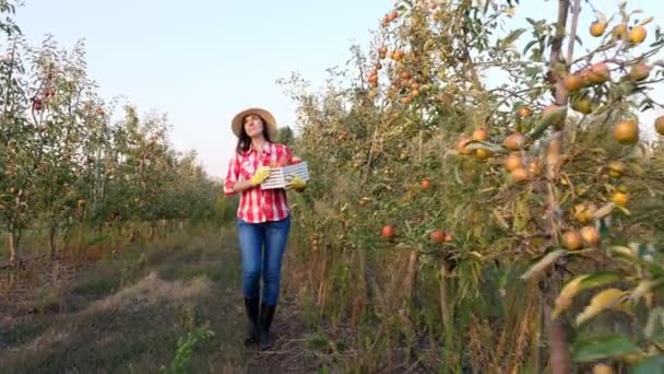 En kvinnlig bonde med äpplen. Äppelskörd. Lycklig kvinna bär på en låda nyplockade äpplen. bakgrund av äppelodling fruktträdgård, med många mogna saftiga frukter. Vid solnedgången. höst. Trädgårdsodling. — Stockvideo
