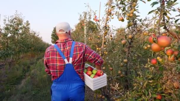 Almatermelő. Kilátás. Az ember cipel magával egy doboz frissen szedett almát. háttér alma farm gyümölcsöskert, sok érett lédús gyümölcsök. Napnyugtakor. Ősz. kertészkedés. — Stock videók