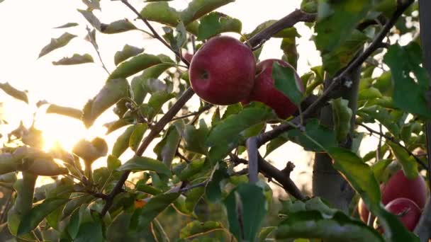 Cosecha de manzanas. Primer plano. Manzanas rojas, maduras y jugosas en las ramas bajo los rayos del sol, al atardecer, en el huerto agrícola. otoño. Agricultura, jardinería. — Vídeo de stock