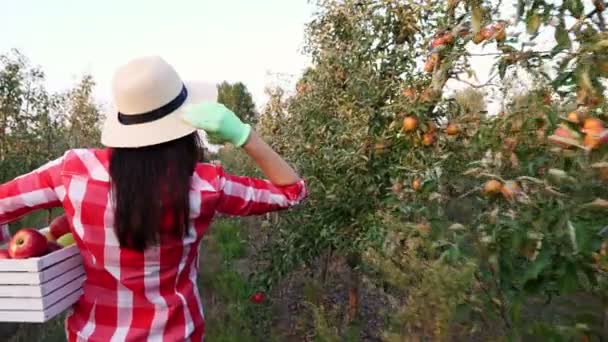 Bäuerin mit Apfelernte. Rückseite. Frau trägt eine Schachtel mit frisch gepflückten Äpfeln. Hintergrund der Apfelplantage, mit vielen reifen saftigen Früchten. bei Sonnenuntergang. Herbst. Gartenarbeit. — Stockvideo