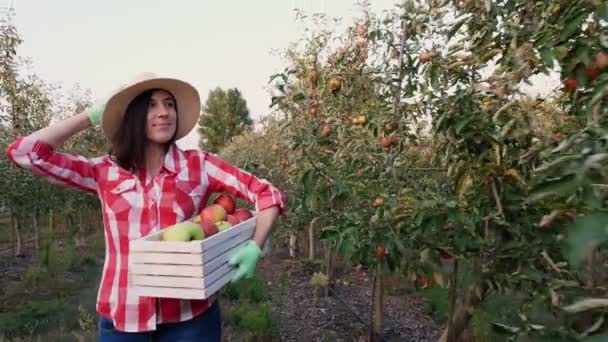 En kvinnlig bonde med äpplen. Äppelskörd. Lycklig kvinna bär på en låda nyplockade äpplen. bakgrund av äppelodling fruktträdgård, med många mogna saftiga frukter. Vid solnedgången. höst. Trädgårdsodling. — Stockvideo