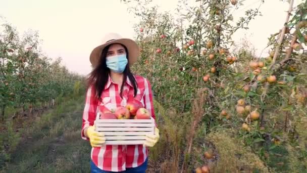 Bonde med äppelskörd. kvinna, i skyddande mask, bär låda med nyplockade äpplen. bakgrund av äppelodling fruktträdgård, med många mogna saftiga frukter. Vid solnedgången. höst. Trädgårdsodling. — Stockvideo
