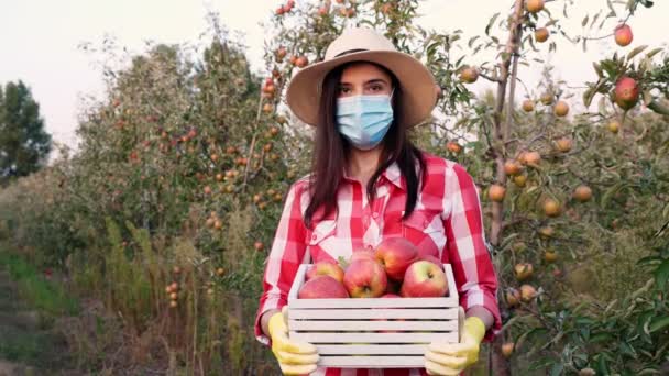 Landwirt mit Apfelernte. Frau in Schutzmaske hält eine Schachtel frisch gepflückter Äpfel in den Händen. Hintergrund der Apfelplantage, mit vielen reifen saftigen Früchten. bei Sonnenuntergang. Herbst. Gartenarbeit. — Stockvideo