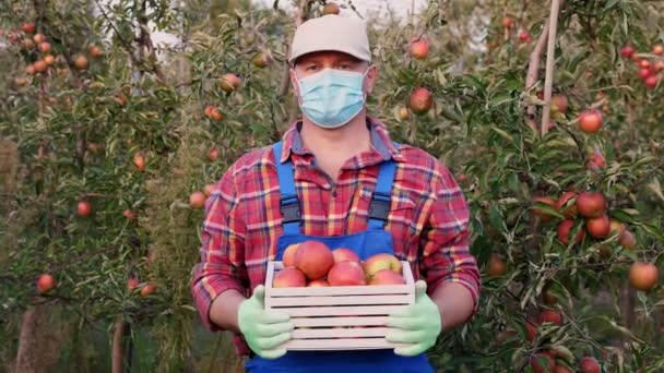 Bonde med äppelskörd. mannen, i skyddsmask, håller i händerna en låda nyplockade äpplen. bakgrund av äppelodling fruktträdgård, med många mogna saftiga frukter. Vid solnedgången. höst. Trädgårdsodling. — Stockvideo