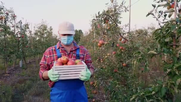 Bonde med äppelskörd. man, i skyddsmask, bär låda med nyplockade äpplen. bakgrund av äppelodling fruktträdgård, med många mogna saftiga frukter. Vid solnedgången. höst. Trädgårdsodling. — Stockvideo