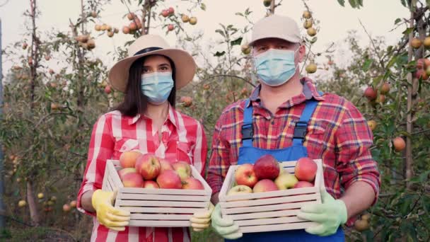 Los agricultores, con máscaras protectoras, sostienen en las manos cajas de manzanas recién recogidas. cosecha de manzana. telón de fondo de huerto de manzanas, con muchas frutas jugosas maduras. al atardecer. otoño. jardinería. — Vídeo de stock