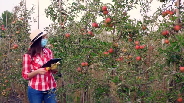 Contadina, agronomo, in maschera protettiva, ispeziona la raccolta delle mele per evitare parassiti, controlla la maturazione della frutta. prende appunti per tablet. sfondo di meli nel frutteto. autunno giornata di sole — Video Stock