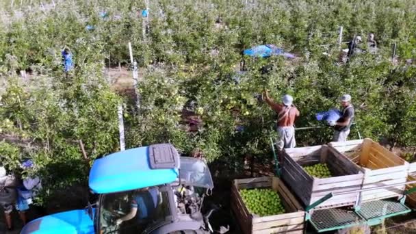 Elma hasatı Çiftçiler ya da mevsimlik işçiler meyve bahçesindeki ağaçlardan olgun, sulu elmaları toplarlar. Sonra elmaları büyük tahta kutulara, sandıklara koyun. Sonbahar güneşli bir gün. Tarım. — Stok video