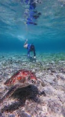 Yavaş çekim Snorkeler kadını deniz tabanında deniz kaplumbağasının yanında yüzüyor.