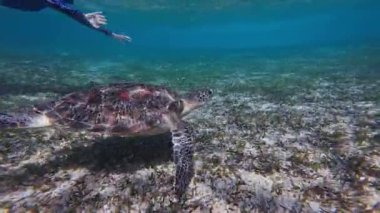 Turist kadın açık mavi suda deniz kaplumbağasının yanında yüzüyor.