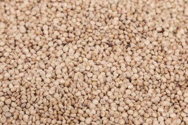 Beyaz Quinoa tohumları - Chenopodium quinoa