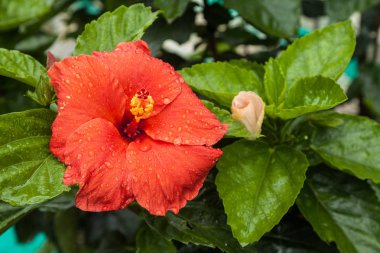 ebegümeci-kırmızı çiçek çiçek