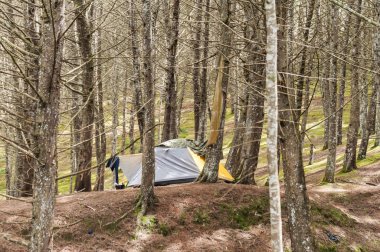 Ormanın ortasında kamp çadırı