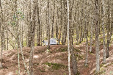 Ormanın ortasında kamp çadırı