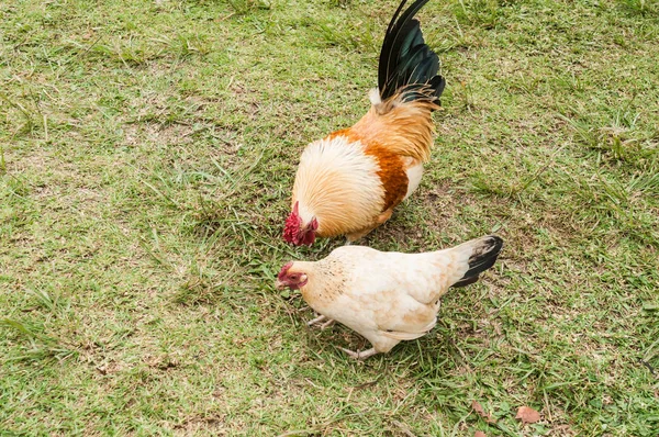 Nutztiere Hahn Und Henne Natürlicher Umgebung — Stockfoto