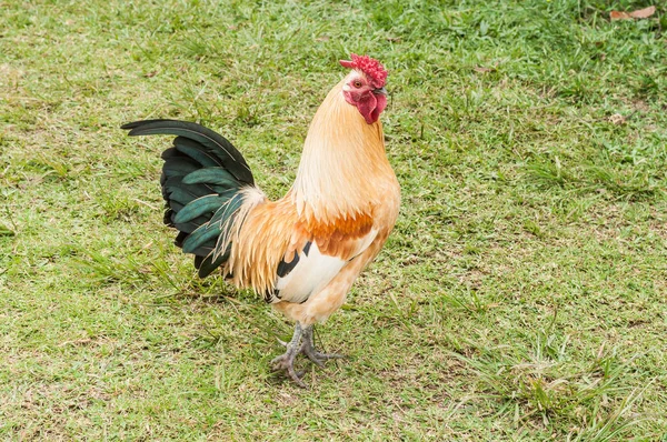 Farm Animals Rooster Natural Environment — Stock Photo, Image