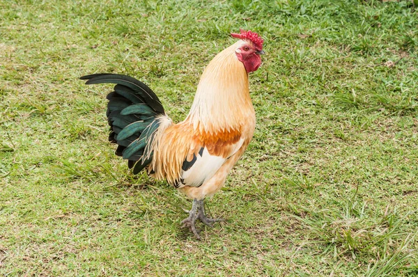 Animaux Ferme Coq Milieu Naturel — Photo