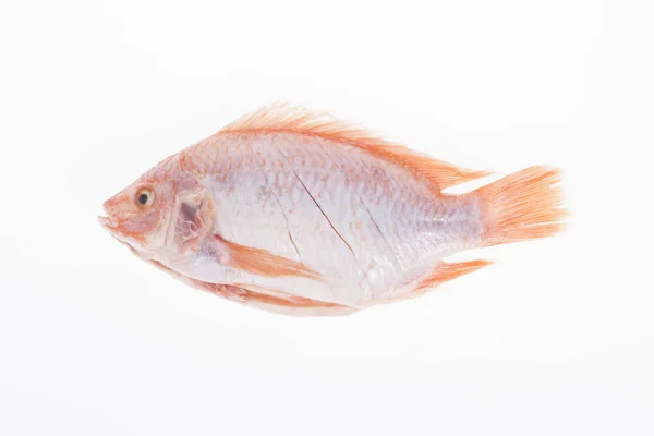 红色莫杰拉或红色罗非鱼在白色背景 — 图库照片