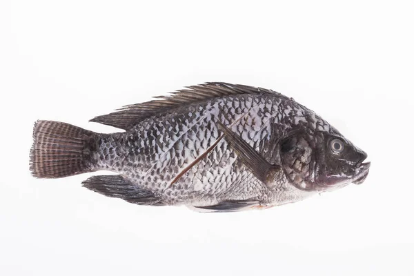 Platy Mojarra Nilo钛罗非鱼 白色背景上的 Chitralada 罗非鱼 — 图库照片
