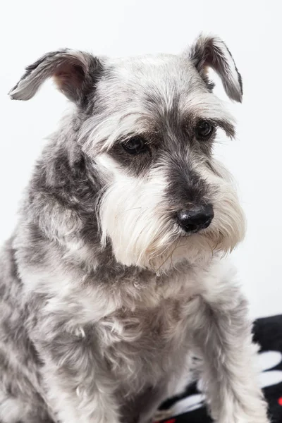 Tierna Mascota Perro Miniatura Schnauzer — Foto de Stock