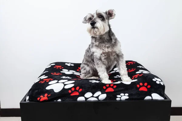 tender pet - miniature Dog Schnauzer