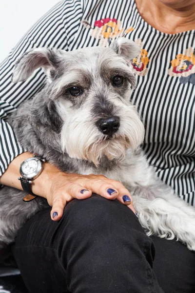 tender pet - miniature Dog Schnauzer