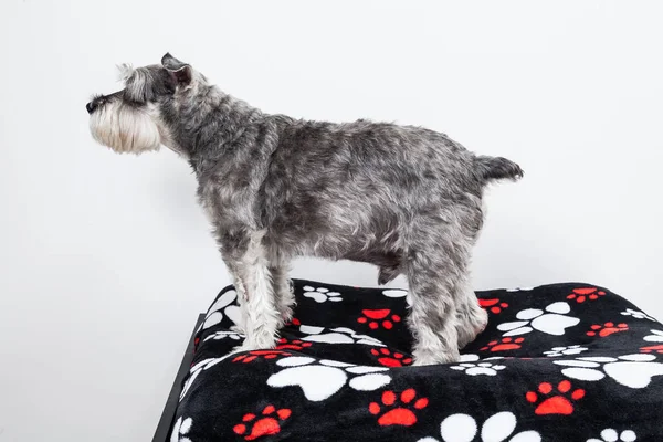 tender pet - miniature Dog Schnauzer