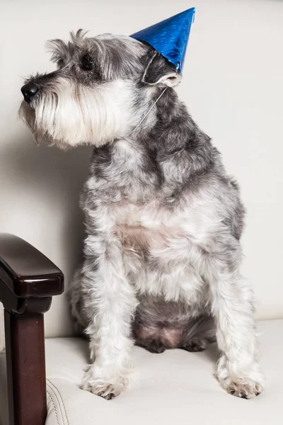 tender pet - miniature Dog Schnauzer